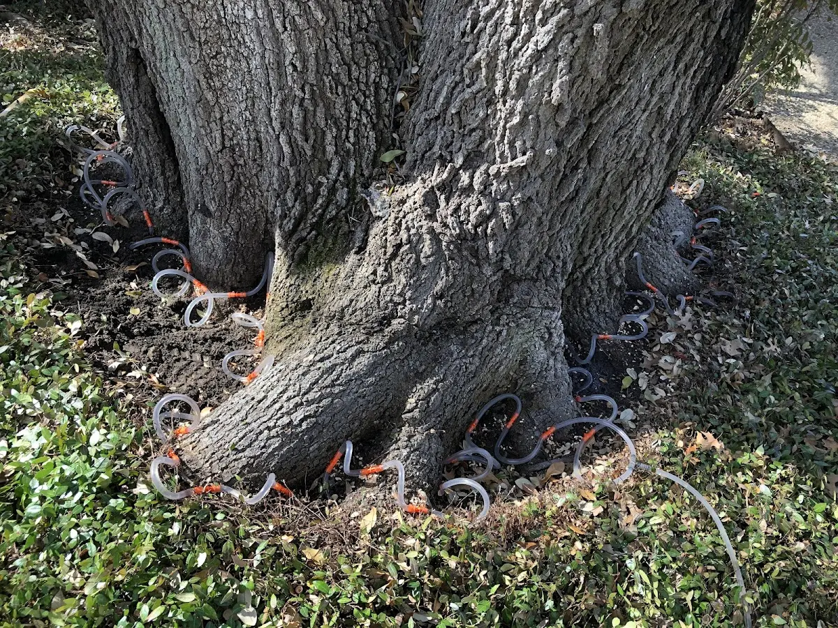 Detailed Tree Cabling and Bracing job site in Davisburg