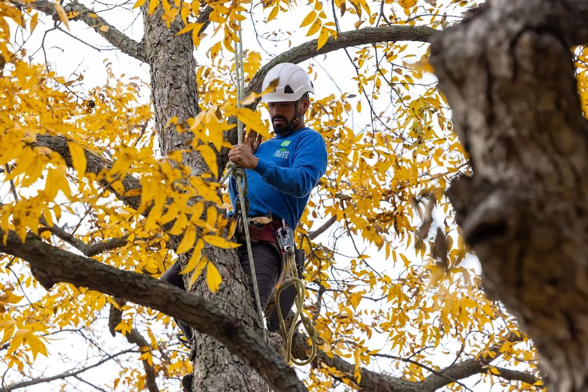 Skilled Tree Pruning crew working in Davisburg
